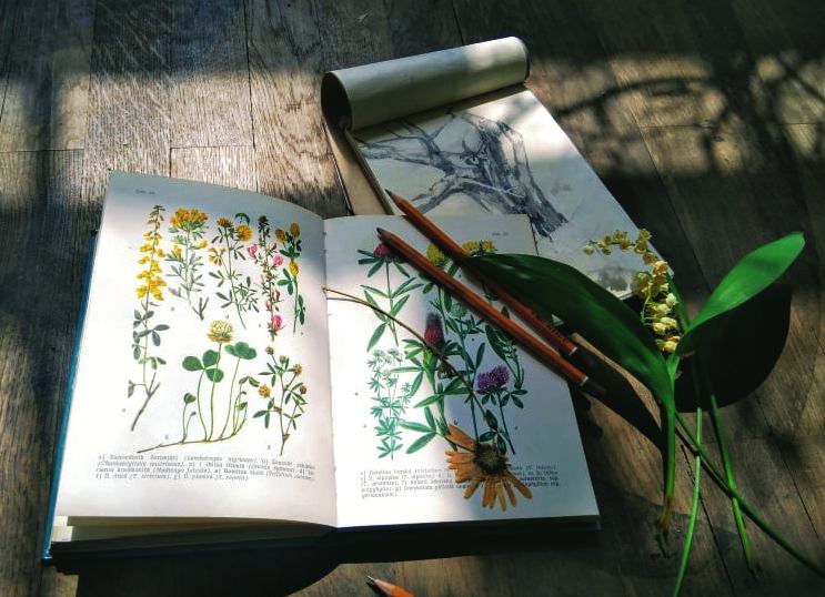 Workshop: Kresba jarní vegetace
